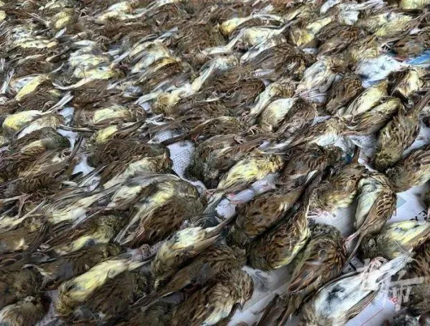 慎入！近千隻麻雀屍體鋪滿地　活生生「扭斷脖」殘忍手段竟只為涮火鍋