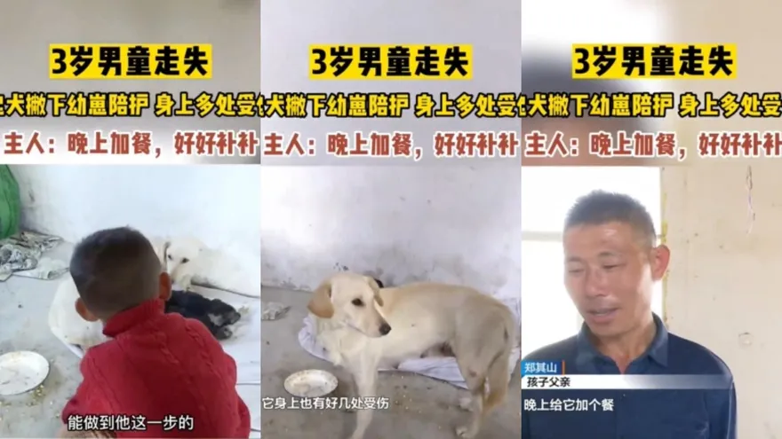 陸3歲男童失蹤！忠犬離開幼崽捨身搏鬥　引全網動容