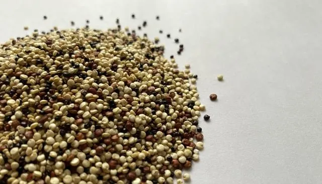 「台灣藜」好處多！國健署：蛋白質是白米2倍　纖維是地瓜7倍