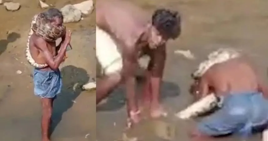 【影】酒醉男誤把蟒蛇當圍巾！　慘遭當場勒暈倒地不醒