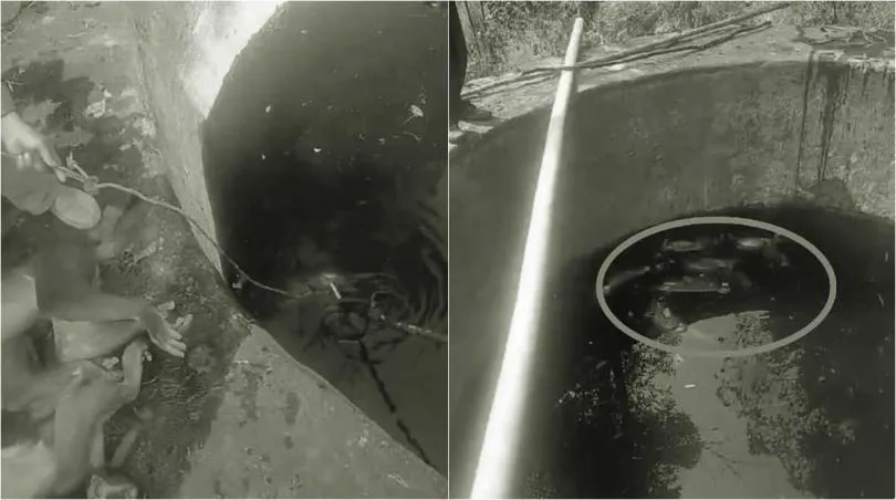 【影】驚！喝水時覺得味道怪怪的　檢查蓄水池竟發現猴群屍體泡水中……