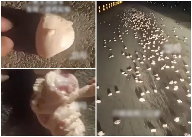 【影】整條路都是軟Ｑ粉色肉團！開車走夜路驚見「雞屁股」綿延3公里　男子嚇到不敢動