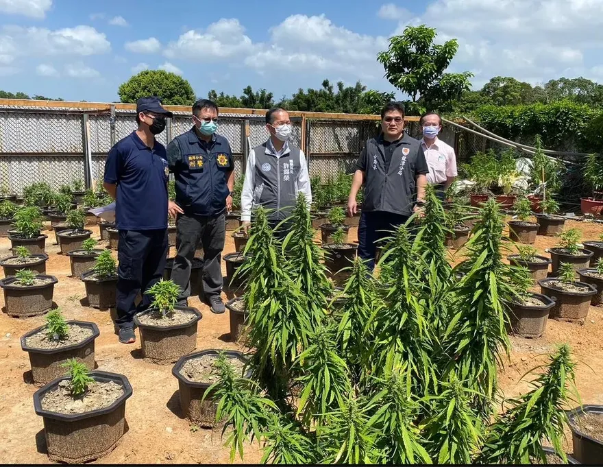 台灣史上最大規模！12億大麻農場案偵結　松聯幫元老吳來居等8嫌遭起訴