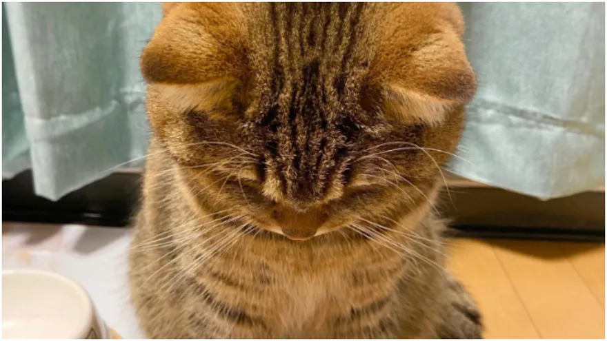 是個狠人！虎斑貓「低頭抗議30分鐘」只因吃不飽　飼主頭痛：你在減肥餒