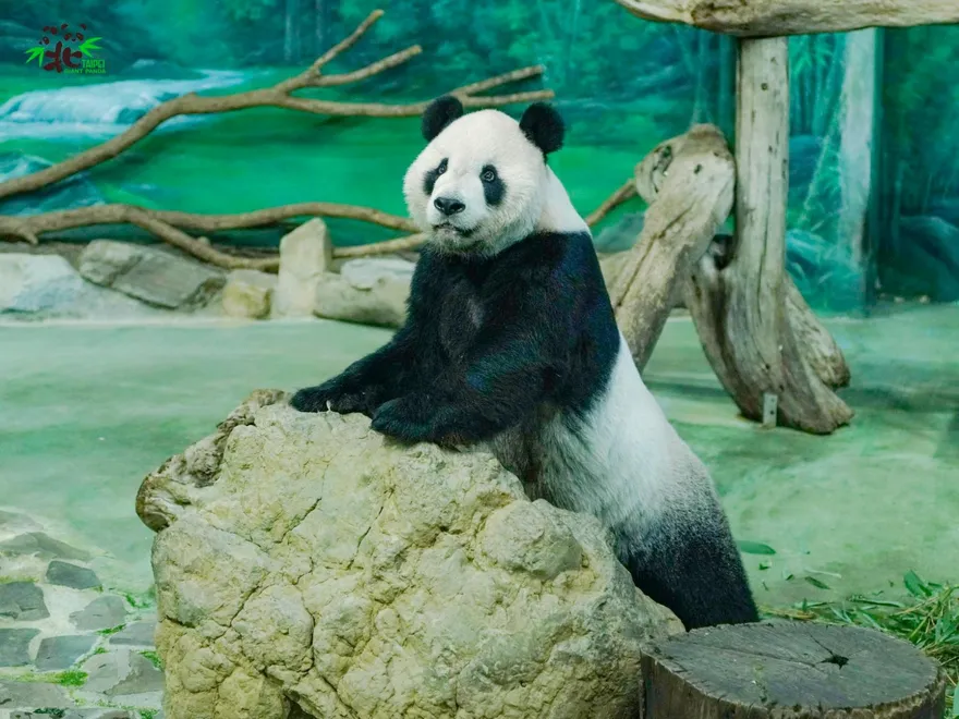 【影】團團癲癇病逝！動物園召開記者會：將做成標本「保存活體細胞」