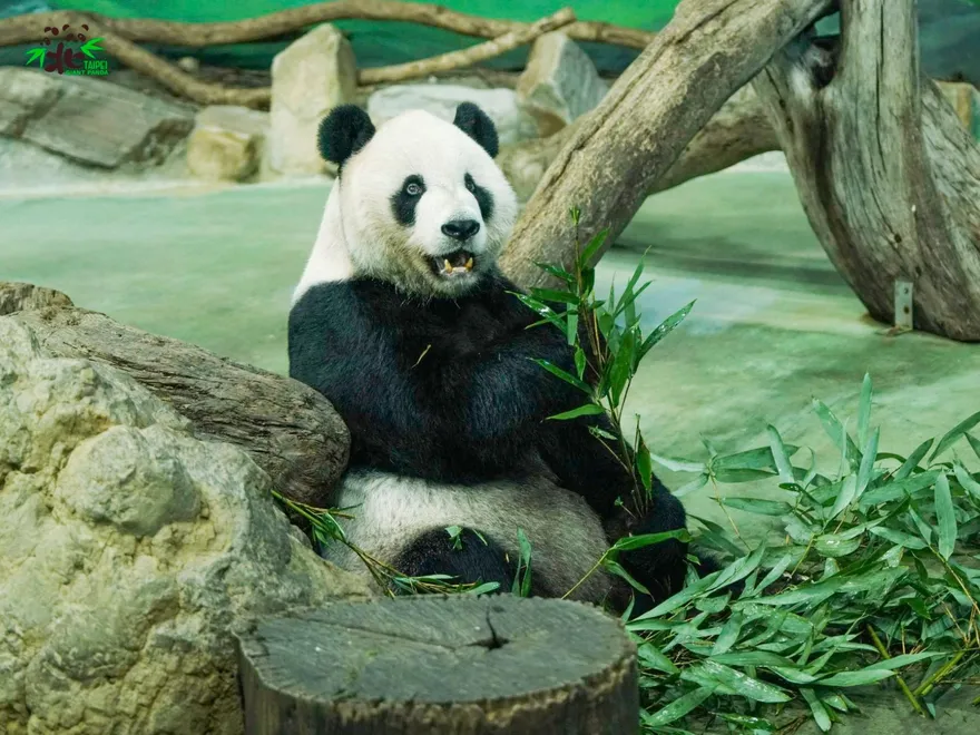 快訊/團團病逝「新貓熊將來台」？動物園：會積極「幫圓仔找尪」