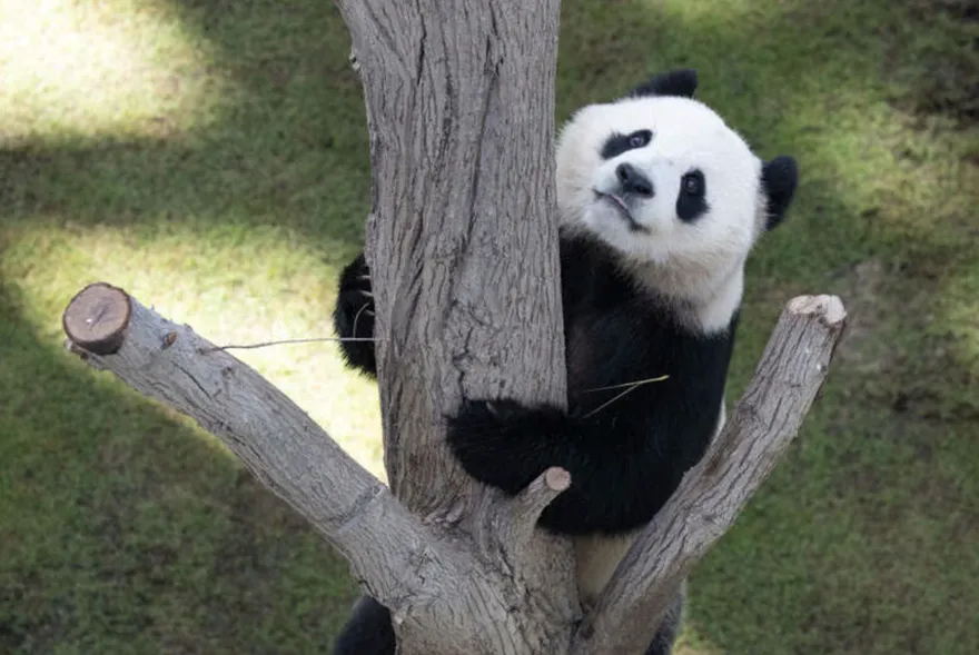 【影】最軟萌世足賽賀禮！卡達迎來全國首對貓熊　陸贈「京京」、「四海」正式亮相