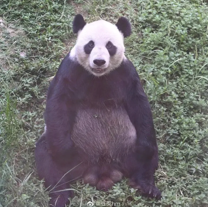 團團出身「名門望族」曝光！有一個雙胞胎弟弟　陸媒：「美靈」定居大陸江西