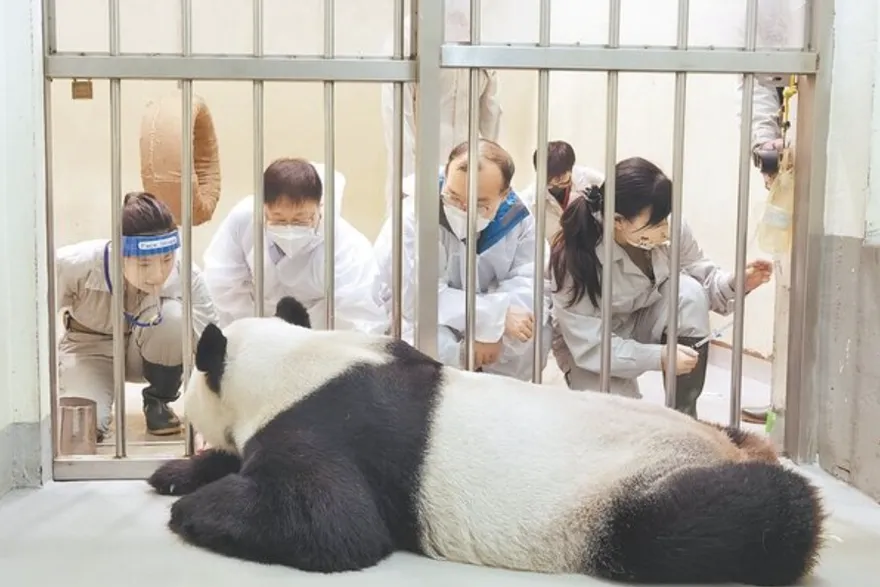 宛如和平的象徵！大陸國台辦：對團團離世痛心　兩岸應繼續貓熊保護的交流
