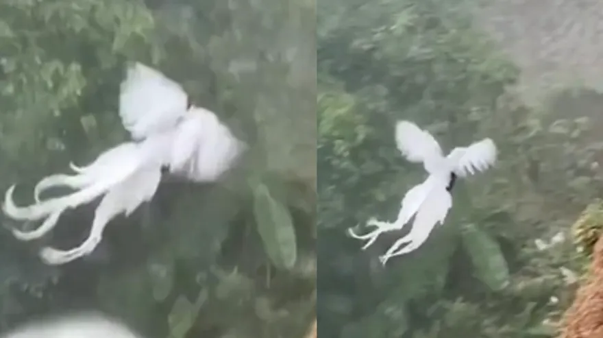 【影】「白鳳凰」現仙蹤？優美姿態翱翔山谷　網：是哪位神仙的坐騎？