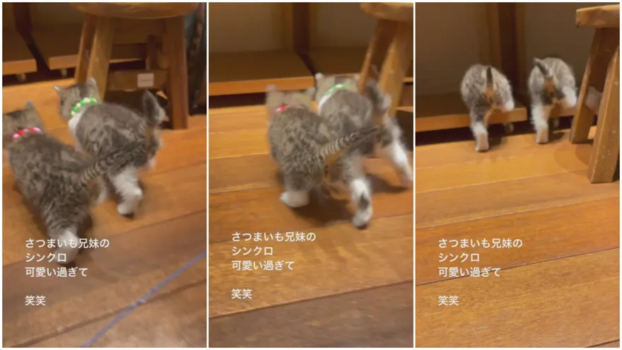 【影】同步率100％虎斑兄妹「出腳順序＋跨步幅度」超整齊！網大喊：要融化了