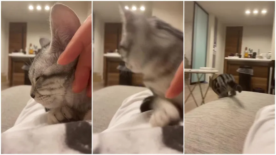 【影】真絕情！短毛貓聽到聲音「轉身狂奔」拋下馬麻　媽內心難受：我輕易就被捨棄了