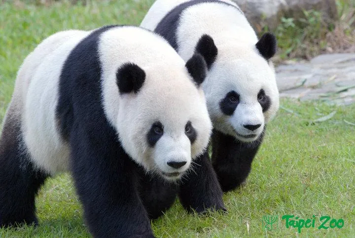 來台前夕大地震！圓圓失蹤「團團苦尋愛妻4天」　甜蜜夫妻生活曝光