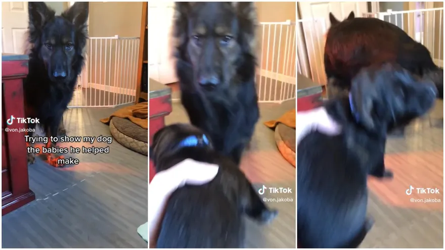 【影】德牧見骨肉超怕「驚慌退後逃跑」汪：媽呀～偶搞出一個生命了！