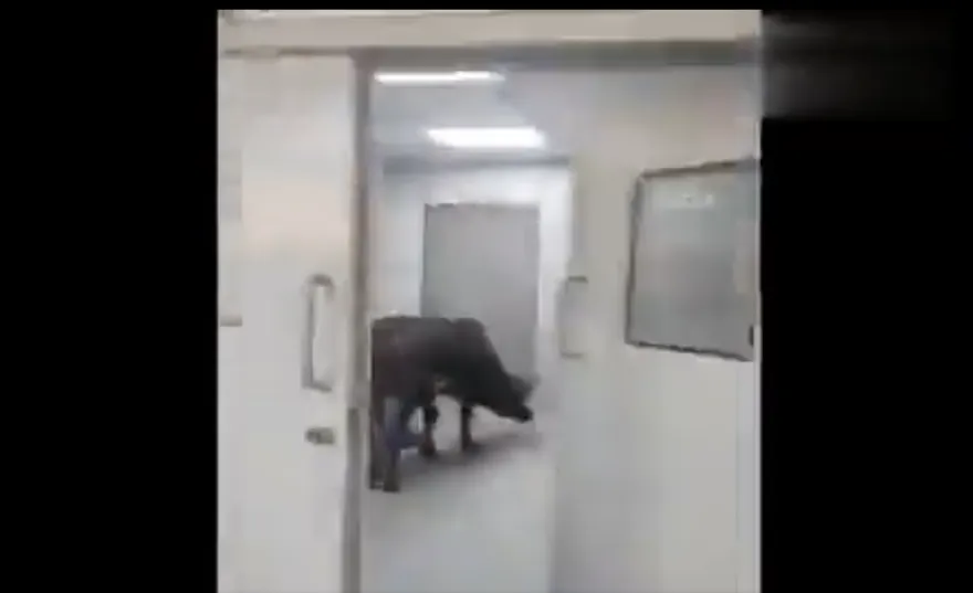 【影】印度ICU病房驚見「牛隻逛街」！翻醫療廢棄物放置桶覓食