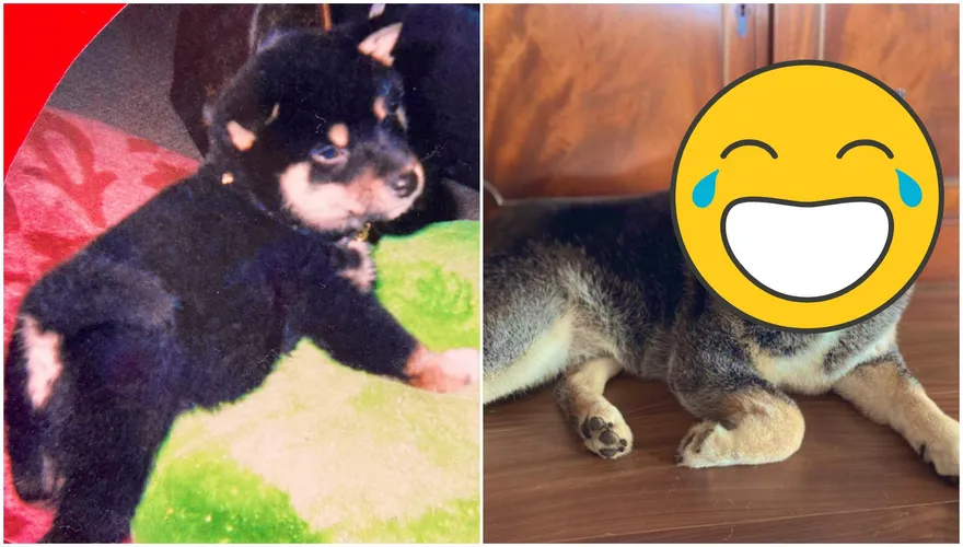 歲月不饒人呀～調皮小黑柴→「慈眉善目＋瞇瞇眼」的老爺爺！網笑：看來牠過得很幸福