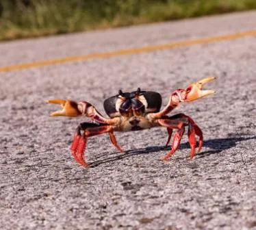 今晚不打老虎打螃蟹？台南這位丁先生夜半掏槍「狩獵」　路人嚇壞報警