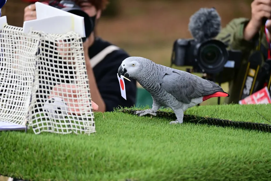【影】德日大戰誰贏？鸚鵡妹尬水獺哥　動物預測比準