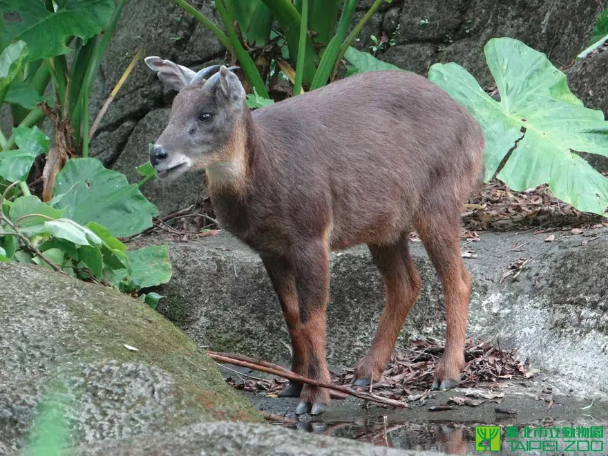 野味賄選！宰「長鬃山羊」分送選民　候選人10萬交保