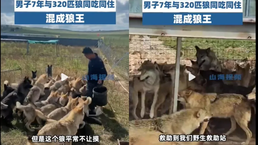 馴服320匹狼同吃住7年！內蒙男子成「人類狼王」