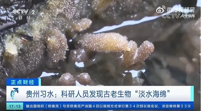 如獲至寶！大陸發現6億年前「毛茸茸」古老生物　網喊「海綿寶寶」！