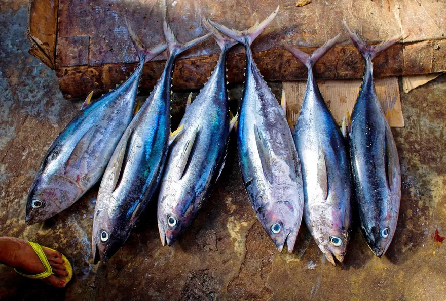 台灣水產品再次卡關　大陸海關總署官網顯示暫停出口秋刀魚等800件海產品