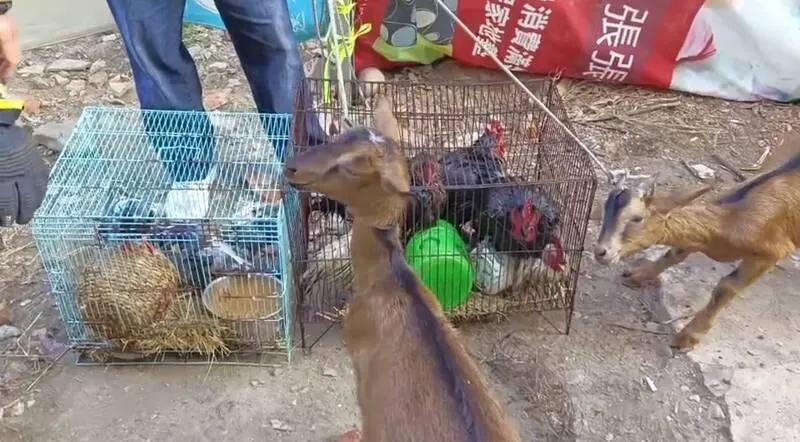 彰化民宅火警！警消搶救驚見動物園…牠不幸葬生火窟