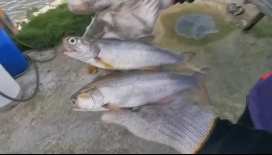 午仔魚突然被陸禁售？鄉民提3質疑打臉政府、漁民