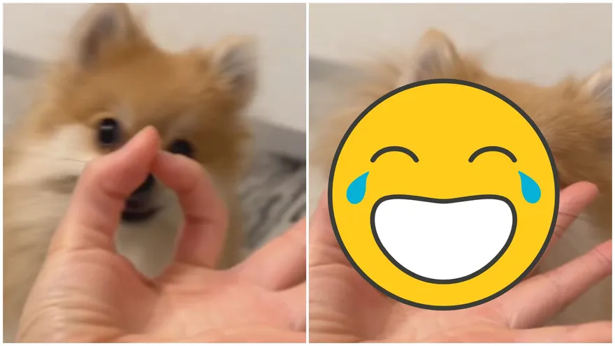 【影】圈鼻子挑戰！超Q博美「緊卡指縫＋純真眼神」結局神反轉～