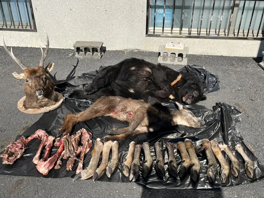 屏東男涉獵殺「台灣黑熊及野山羊」屍藏冰箱…檢察官諭知20萬交保