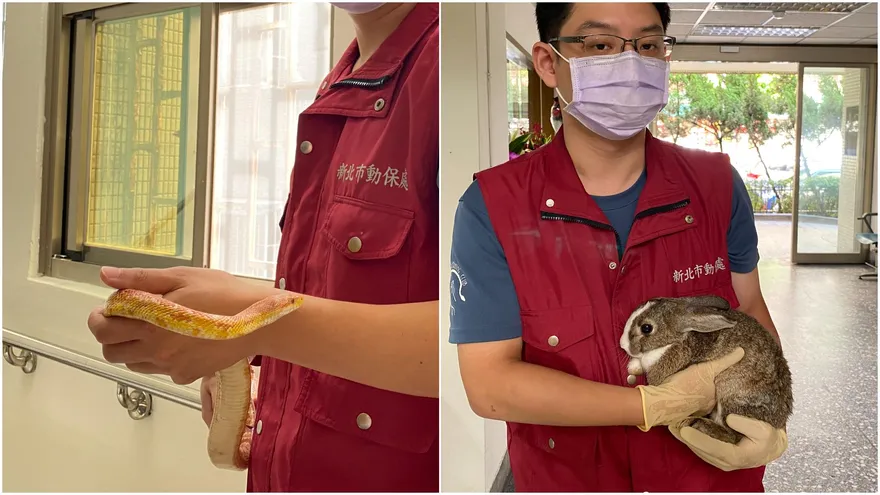 不想養跟大家一樣？新北首創「鳥、兔、蛇、龜、鼠」新手飼養10條教戰守則全在這！