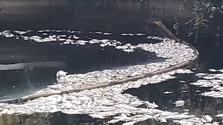 【影】冷成這樣？他路過高雄幸福川　驚見整排魚全翻白肚肚了...