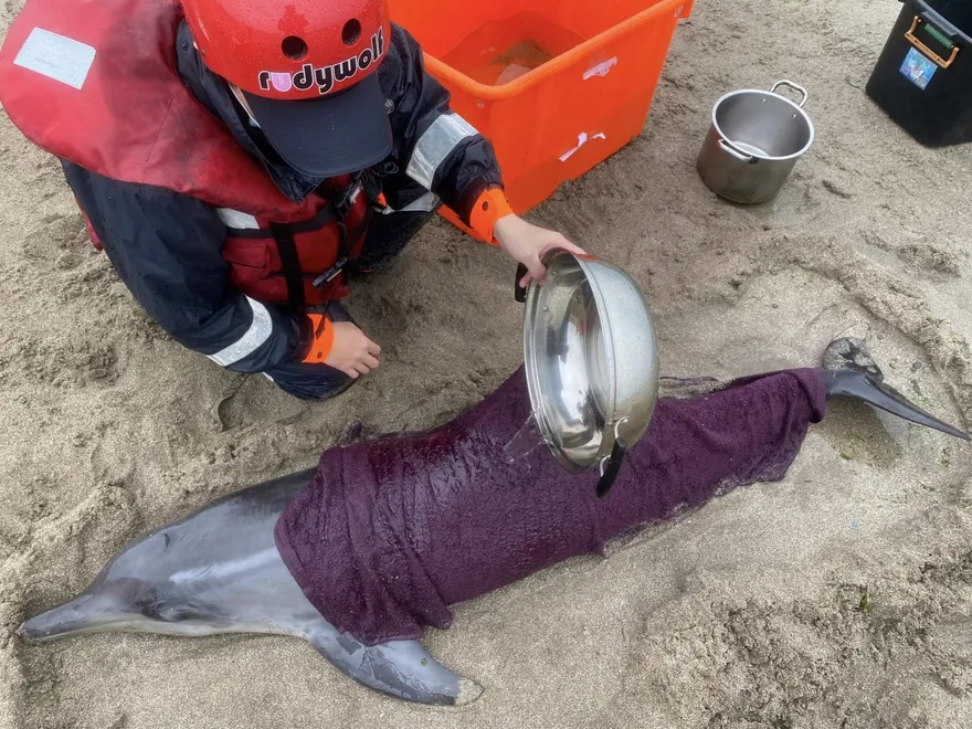 石門老梅石槽4海豚擱淺　相關單位運載基隆野放
