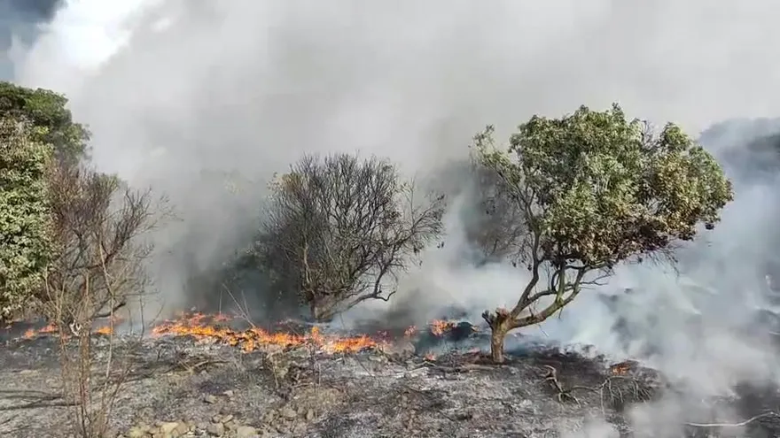 【影】搶救影像曝光！南投八卦山荔枝園大火　水源不足搶救陷苦戰