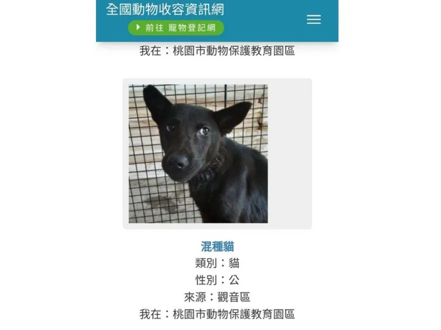 【影】要領養嗎？收容所驚見「假黑貓」！網笑翻：生理狗心理貓