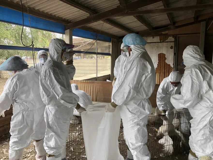 【影】H5N1禽流感肆虐！全台6禽場都確診　防檢局曝1原因：風險暴增