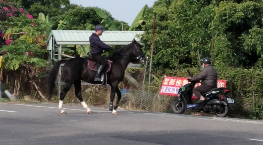 【影】高雄上演「騎士交鋒」！黑馬路邊鬧脾氣　飼主安撫半小時才肯離開