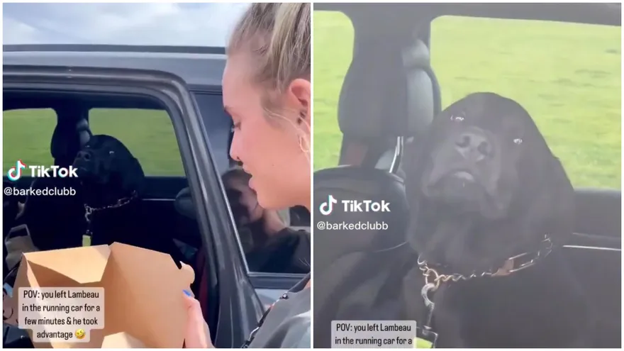 【影】有夠欠扁！黑色拉拉偷吃還甩態「無賴表情擺臉上」馬麻無奈苦笑　汪：一切講求證據