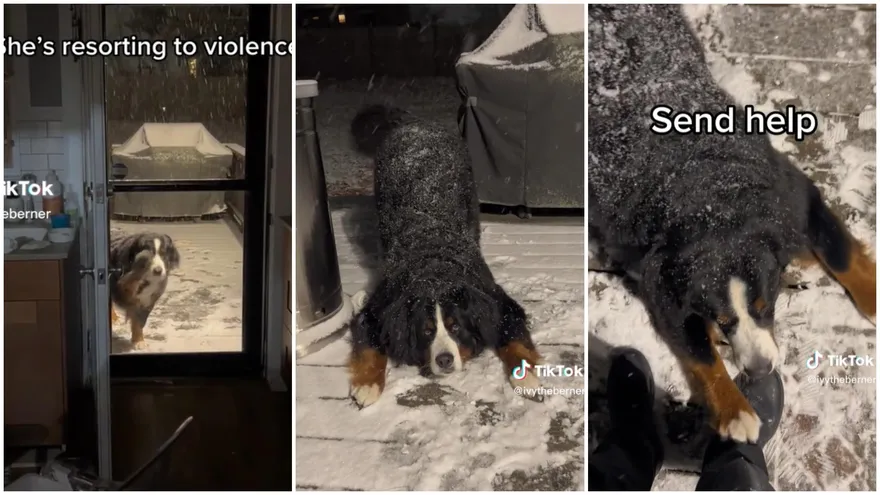 【影】伯恩山犬見雪超失控！「拍窗＋耍賴＋扒腳」汪：別走～陪偶玩