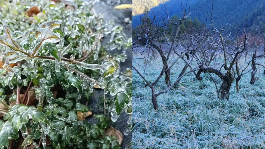 武陵農場今晨「下探-1.5℃」！化身台版冰雪奇緣　「冬季限定美景」畫面公開