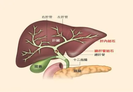 近千人受惠！　今年健保給付「肝部分切除術」等17項達文西手術費