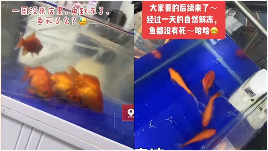 【影】奇蹟復活！天冷魚缸整個結冰「金魚→急凍海鮮」解凍後卻重現生機…