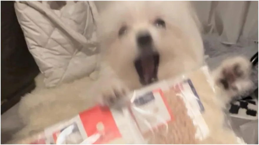 博美興奮到模糊！「抓狂緊抱」聖誕禮物　馬麻想捉弄收回卻…