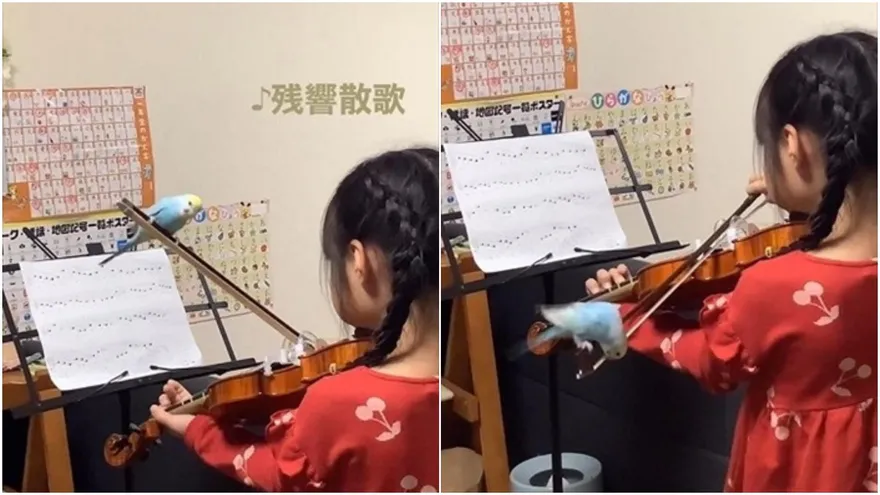 【影】把這當樹枝呀？女孩激情拉奏　長尾鸚鵡「緊抓不放」死不飛走！