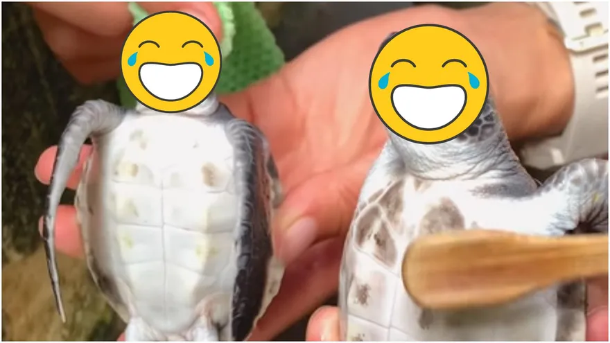 【影】倆小海龜搓澡「表情極銷魂」引網路炸鍋：這太療癒了！