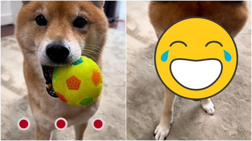 【影】柴柴聽到散步提議「低頭面露絕望表情」　馬麻笑：是要世界末日了嗎？