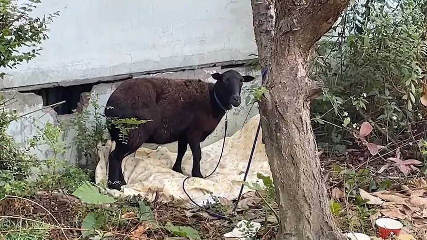 【影】迷途羔羊闖派出所被逮捕！　幸未成為「羊肉爐」