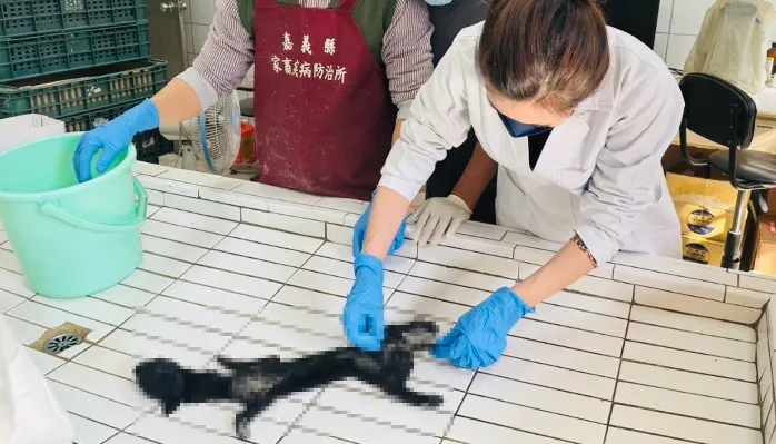 台灣獼猴抱狗當孩養！幼犬掛樹死亡　畜疾病防治所長：被餓到胃消失