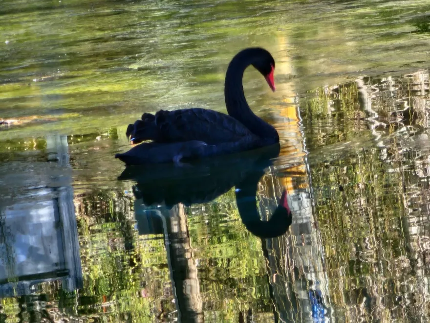 【影】武陵農場生態湖面結冰！「黑天鵝」湖上破冰優雅滑行　民眾讚爆