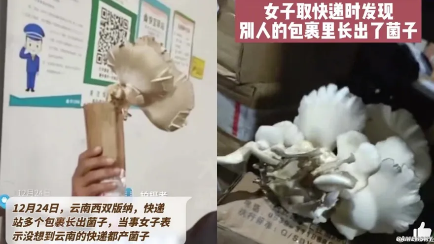 太久沒取貨！驚見包裹長「比臉大巨菇」 　網虧：不愧是雲南
